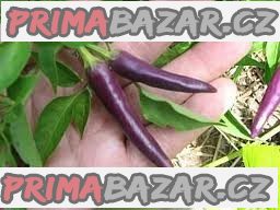 chilli Cayenne Purple - semena