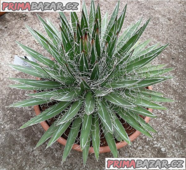 Agave schidigera - semena