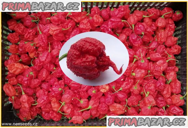 Chilli Carolina reaper - semena