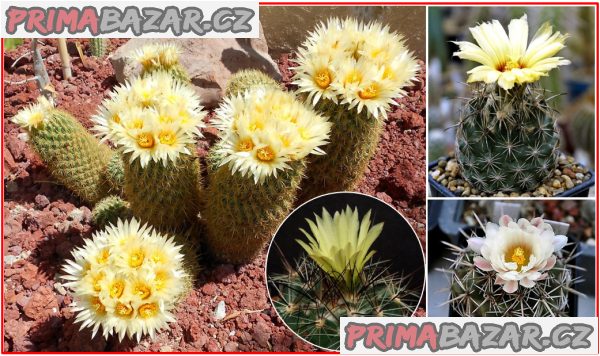 Kaktus Coryphantha směs druhů - semena