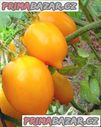 rajce-citrina-semena