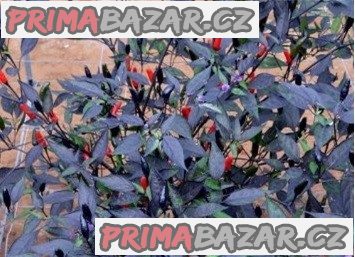 chilli-zimbabwe-black-semena