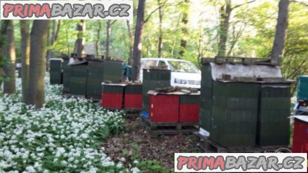 Prodám vyzimovaná včelstva Prodám vyzimovaná včelstva