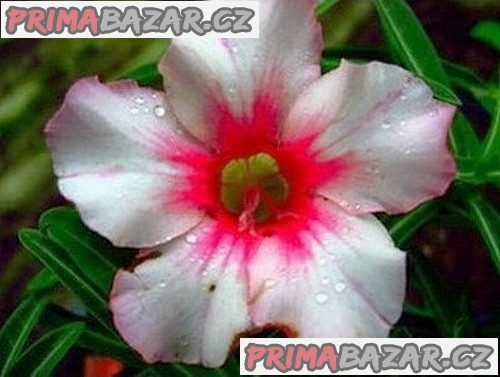 Adenium Obesum Morning glory - semena