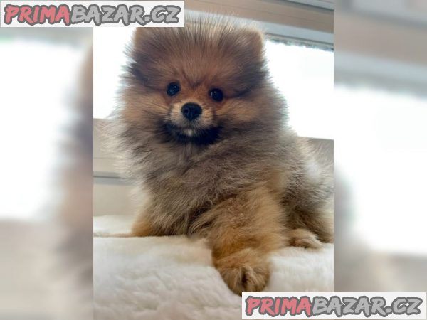 Čistokrevný špic pomeranian