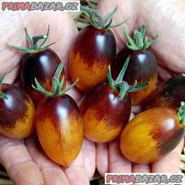 Rajče Indigo Kumquat - semena