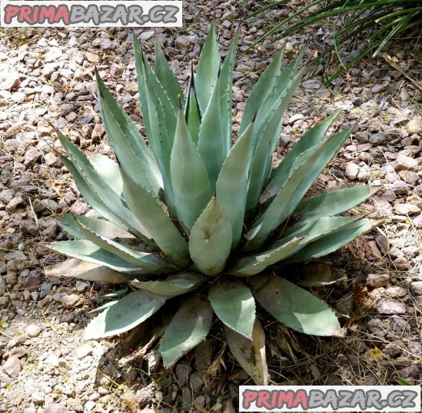 Agave Havardiana - semena