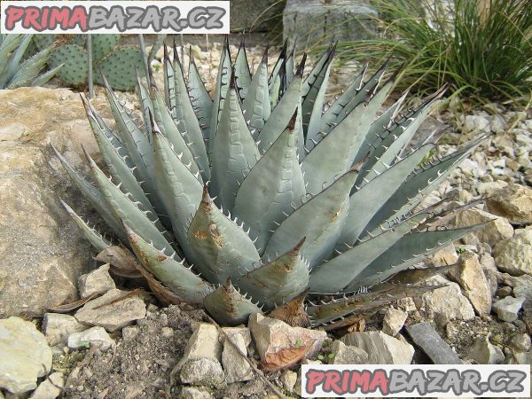 Agave neomexicana - semena