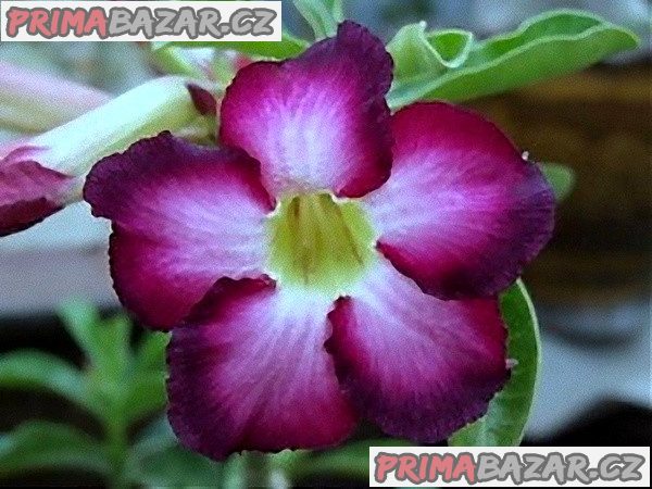 Adenium Obesum Siam violet - semena