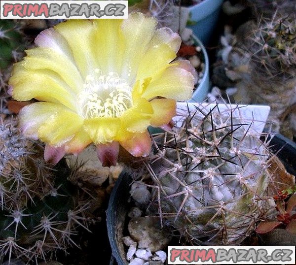 kaktus Acanthocalycium sp. FR 148 - semena