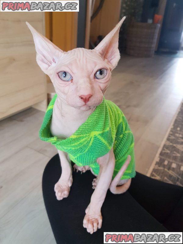 Prodám kocourka Kanadský sphynx