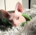 Prodám kocourka Kanadský sphynx