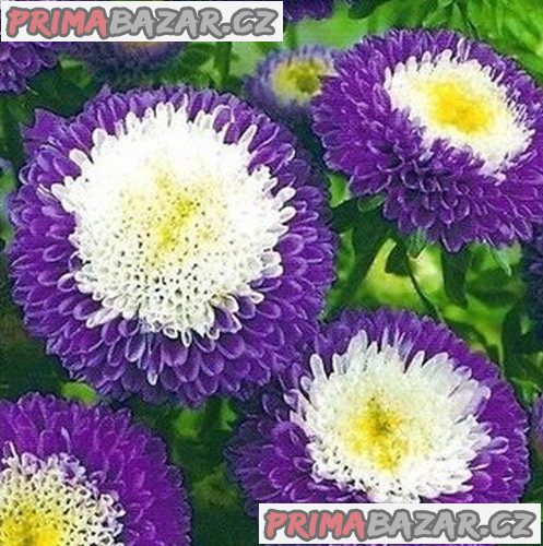 astra-cinska-pompon-blue-and-white-semena