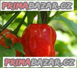 chilli-scotch-bonnet-red-semena