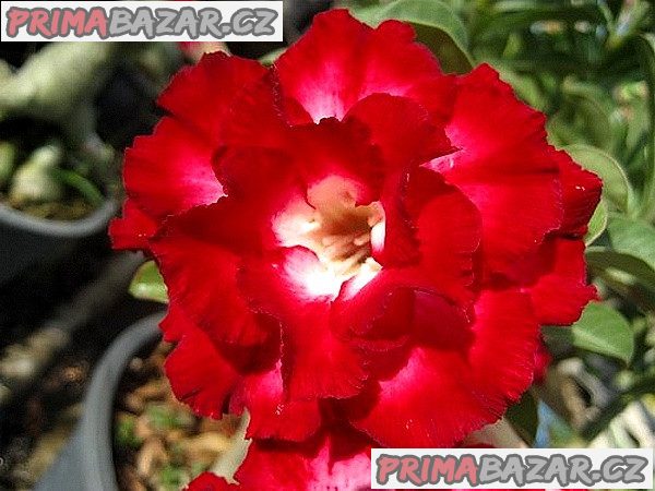 Adenium obesum Aeksiam - semena