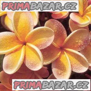 plumeria-frangipani-pinwheel-semena