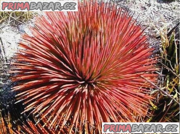 agave-stricta-rubra-semena