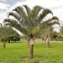 naklíčená semena palma Dypsis decaryi