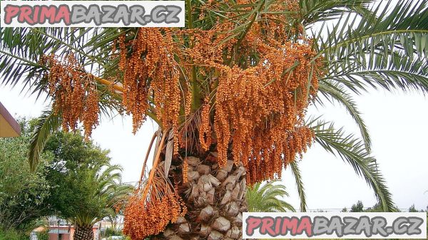 10 x naklíčené semeno Palma Phoenix canariensis Zvýhodněná nabídka