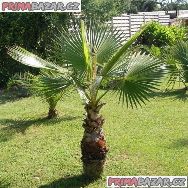 Washingtonia robusta - naklíčená semena