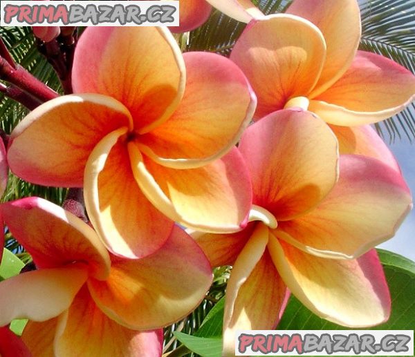 Plumeria Frangipani Imperial Topaz - semena