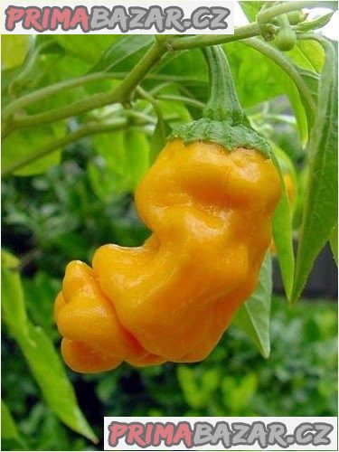 Chilli Pepper Petter Yellow - semena