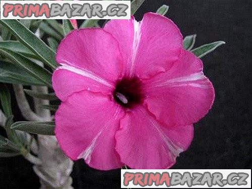 adenium-obesum-diamond-ring-semena