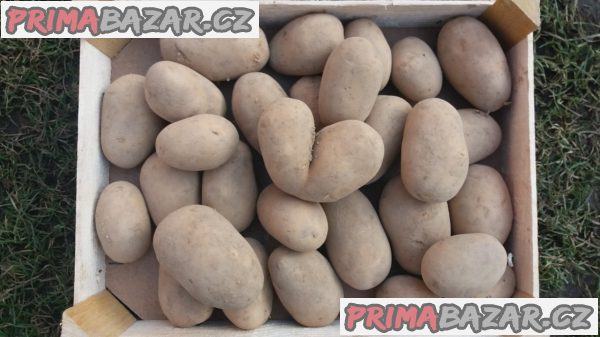 brambory-marabel