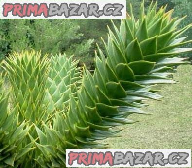 sazenice-araucaria-araucana-8-10-cm