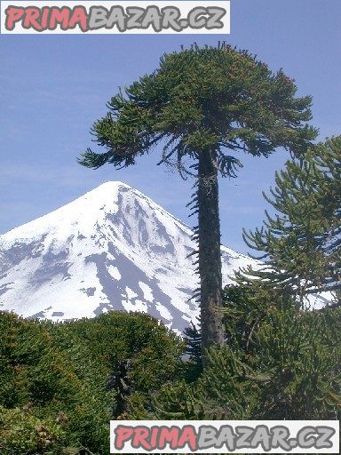 Sazenice Araucaria Araucana 8-10 cm