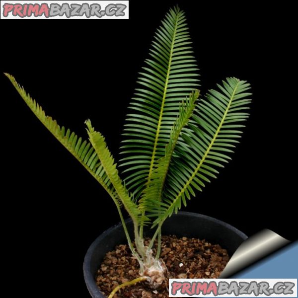 Sazenice Cycas Dioon Edulis