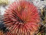semena Agave stricta rubra