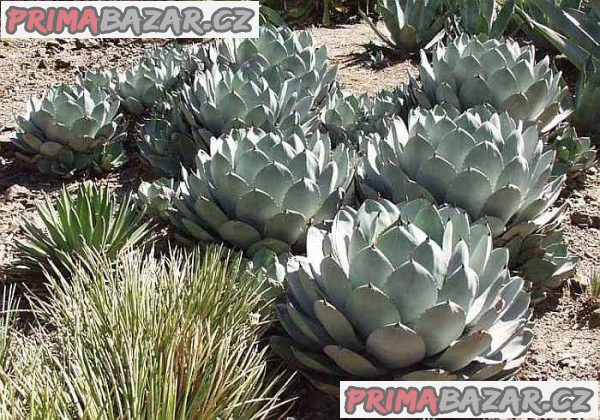 80 x semena Agave Parryi var. Parryi Zvýhodněná nabídka