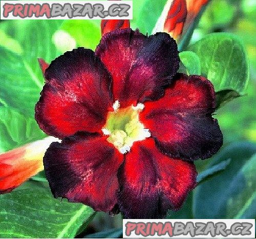 Semena adenium obesum black fire