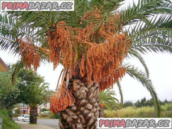 10 x naklíčené semeno Palma Phoenix canariensis Zvýhodněná nabídka