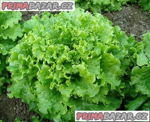 salat-gentilina-baleni-obsahuje-300-semen