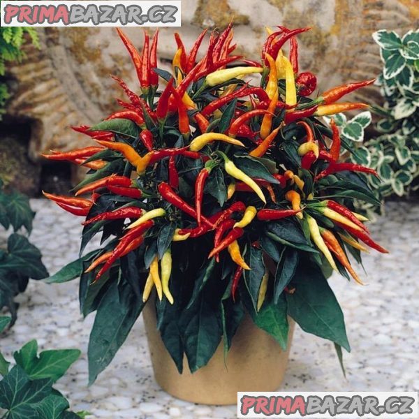 chilli-patio-fire-semena