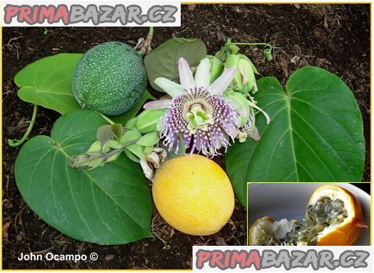 Passiflora ligularis - Mučenka jazykovitá - semena