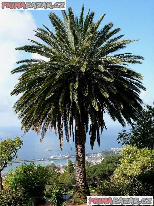 Phoenix canariensis - naklíčená semena