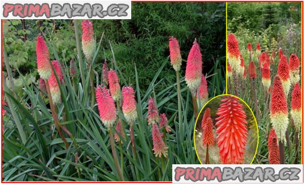 Kniphofia Uvaria - semena