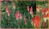 Kniphofia Uvaria - semena
