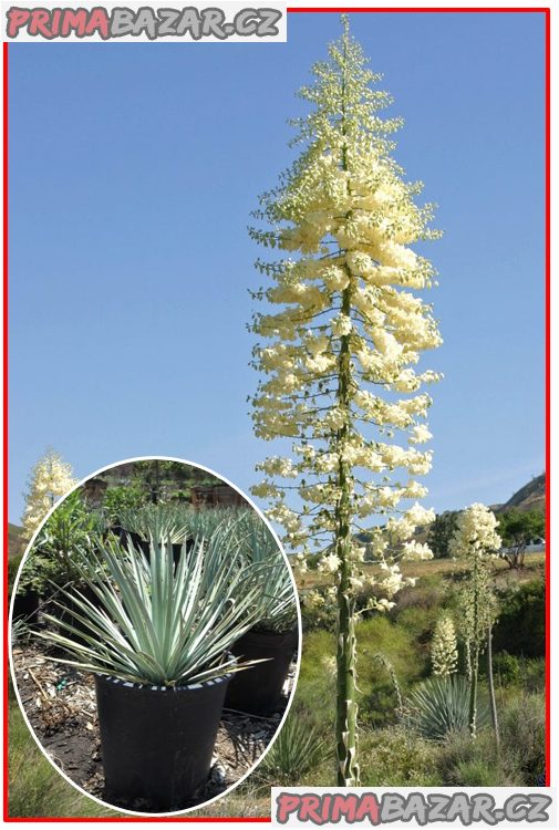 yucca-whippleije-semena