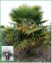 Trachycarpus Fortunei - sazenice