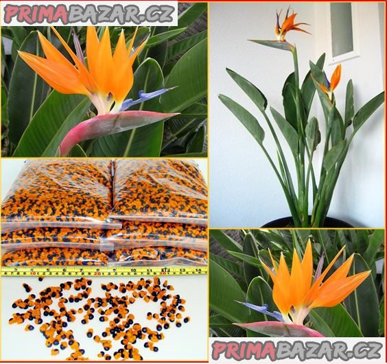 strelitzia-reginae-sazenice