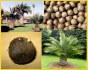 Jubaea chilensis - semeno