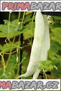 Okurka Tortarello Bianco Abruzzese - semena