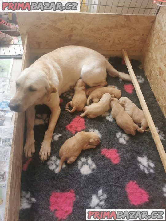 krásná štěňata labradora(muži/ženy) krásná štěňata labradora(muži/ženy)