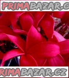 Plumeria Red Fire - semena