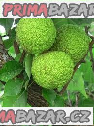 Maclura Pomifera - semena