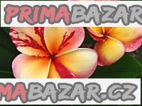 Plumeria Top Angel - semena